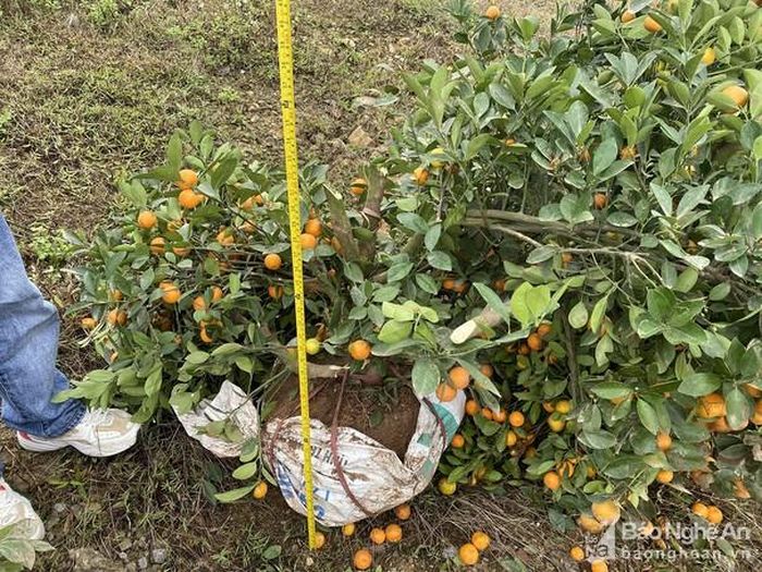 Nhiều cây quất bị chặt phá. Ảnh: Hồng Ngọc