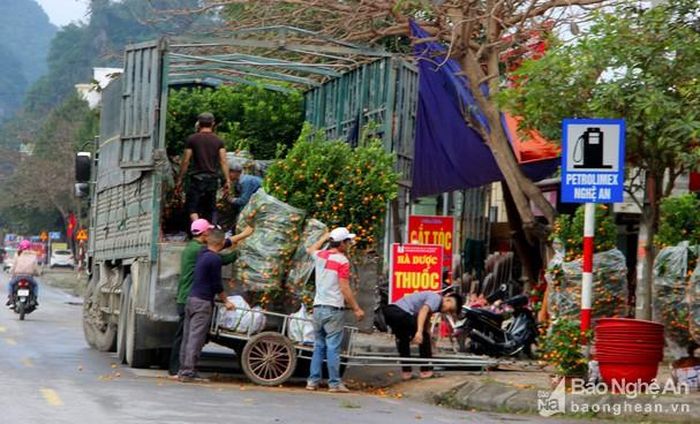 Các điểm bán cây cảnh Tết thời điểm này luôn sôi động với nhiều người làm nghề vận chuyển cây cảnh thuê. Ảnh: Q.A