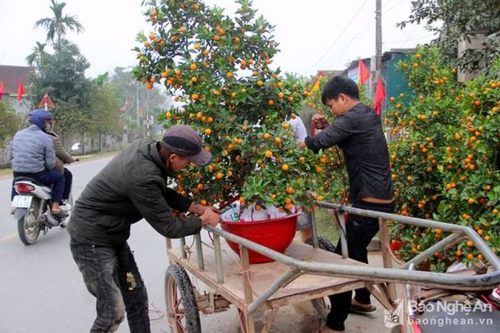 Tại các huyện, cây cảnh chủ yếu được vận chuyển bằng xe kiến an, xe thồ với giá dao động từ 100.000 - 300.000 đồng/chuyến. Ảnh: Q.A
