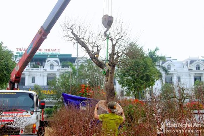 Đối với những cây cảnh khủng, có giá trị cao, phải thuê xe cẩu để vận chuyển với giá thành rất cao. Ảnh: Q.A