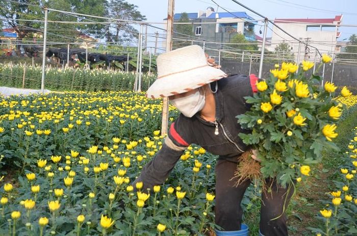  Dịp Tết Nguyên đán Nhâm Dần 2022, người trồng hoa nơi đây đang rất phấn khởi vì vụ hoa được mùa, được giá gấp đôi so với năm ngoái. (Ảnh: Hoa Mai/TTXVN) 