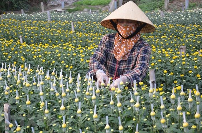  Gia đình chị Lê Thị Hạnh (thôn 2, phường Đông Cương) trồng hơn 4 sào hoa cúc với khoảng 10 vạn gốc cúc đại đóa, cúc kim cương. (Ảnh: Hoa Mai/TTXVN) 