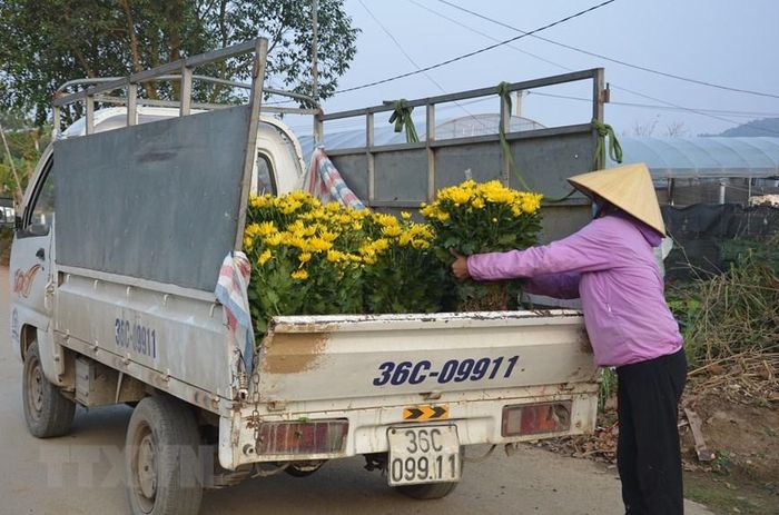  Vận chuyển hoa mang đi tiêu thụ. (Ảnh: Hoa Mai/TTXVN) 