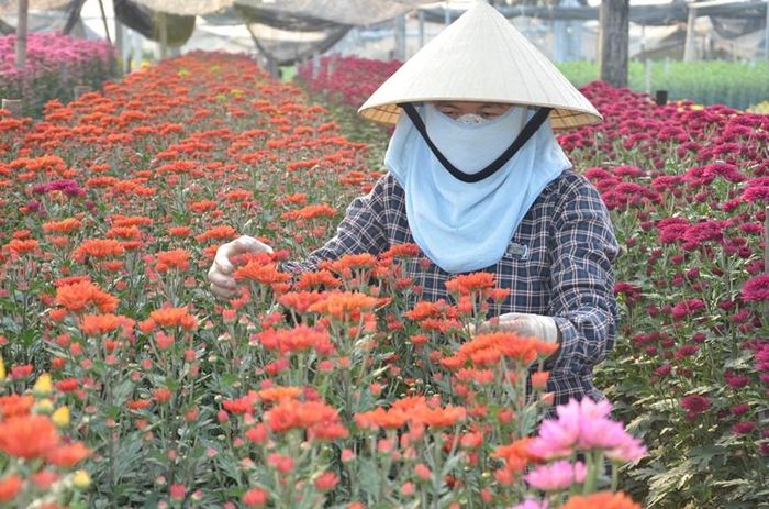  Chăm sóc hoa tại làng hoa Đông Cương (thành phố Thanh Hóa, tỉnh Thanh Hóa). (Ảnh: Hoa Mai/TTXVN) 