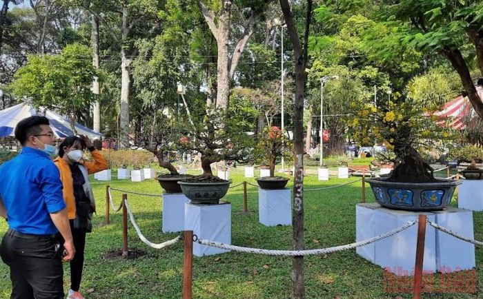 Người dân tham quan khu vực trưng bày hoa mai.