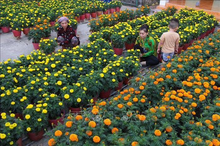 Làng hoa Xáng Mới rực rỡ mỗi dịp Xuân về.