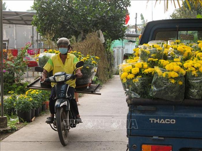 Hoa Tết được vận chuyển ra chợ.
