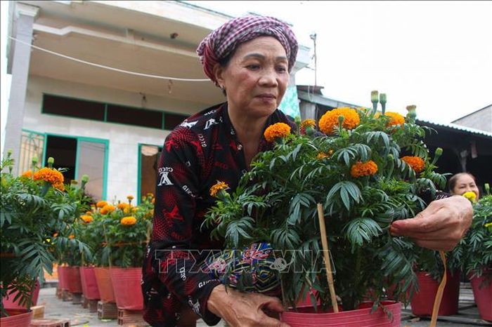 Người trồng hoa ấp Xáng Mới chuẩn bị đưa hoa ra chợ.