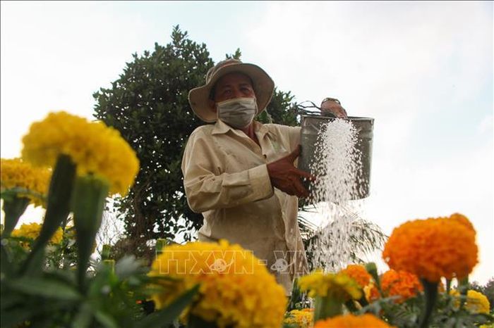Nông dân chăm sóc hoa trong thời gian chờ tiêu thụ.