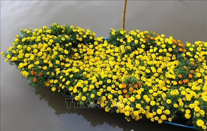 Làng hoa Xáng Mới rực rỡ mỗi dịp Xuân về.
