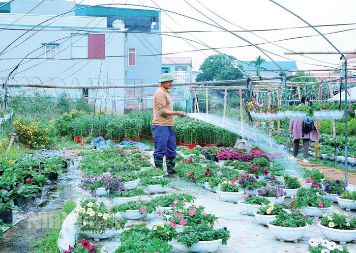 Chăm sóc hoa phục vụ Tết tại xã Ninh Phúc (thành phố Ninh Bình).