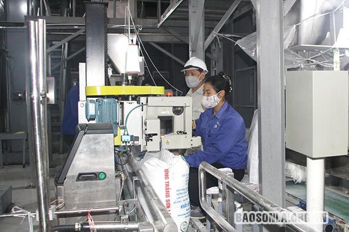 Đóng gói sản phẩm đường trắng Sơn La.