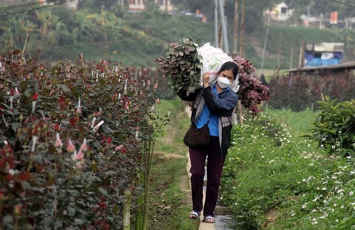 Thu hái hoa theo đơn đặt hàng của khách.