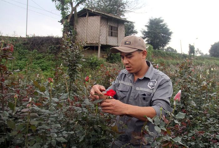 Đôi tay làm vườn tất bật những ngày giáp tết.