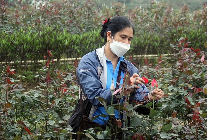 Chăm hoa đòi hỏi sự tỉ mỉ, khéo léo.