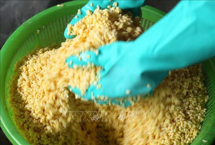 Công đoạn trộn đỗ rất quan trọng tạo nên chất lượng ruột của bánh chưng gù.