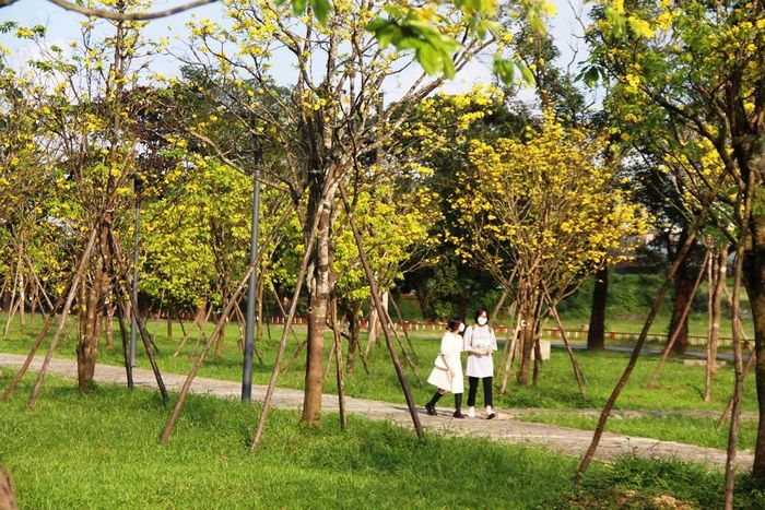 Đi dưới con đường hoàng mai với nhiều người là điều vô cùng thú vị