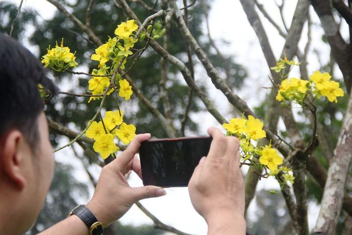 Năm nay, hoàng mai đồng loạt nở rộ, chẳng khắc gì một "rừng vàng"