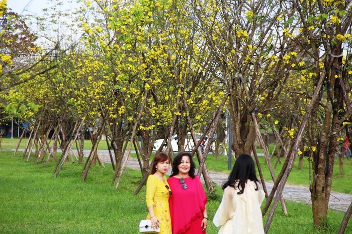 Các dãy hoàng mai được trồng cách đều nhau, thẳng tắp vì thế khi cho hoa cũng rất đẹp mắt.
