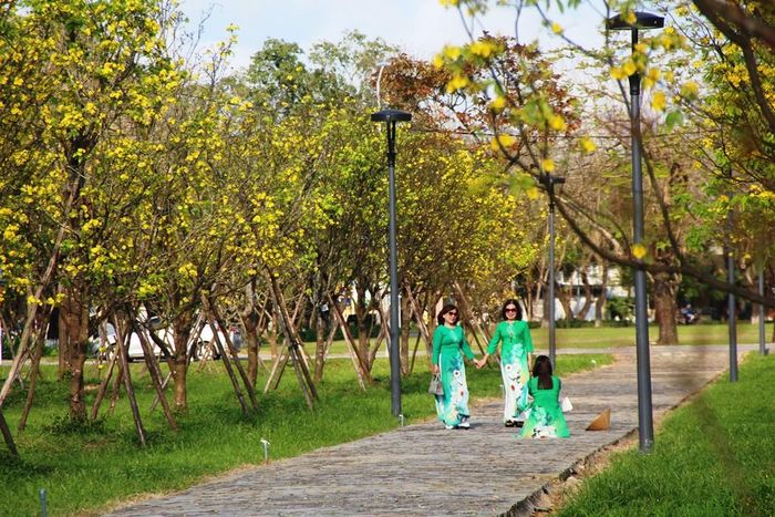 Con đường hoàng mai được đưa về từ nhiều nơi và trồng ở phía trước Hoàng thành Huế từ hai năm trước