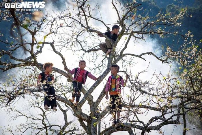 Những đứa trẻ vùng cao khoác trên mình quần áo sặc sỡ, vô tư vui đùa trên những cây mận đang nở hoa trắng xóa.