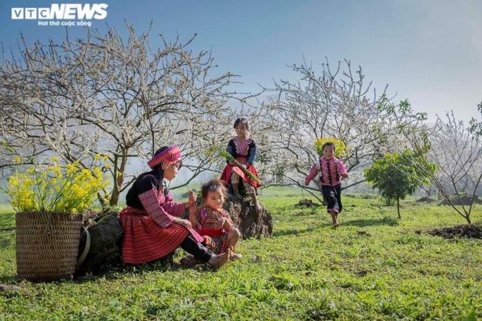 Trẻ vùng cao vui đùa trong rừng mận hoa mận nở trắng xóa.