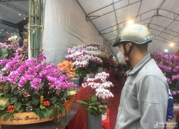 Lan được cắm đa dạng theo nhu cầu của khách về giá cả, chủng loại, chủ đề... Ảnh: D.T