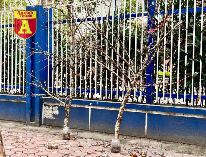 Cành dựa vào hàng rào...