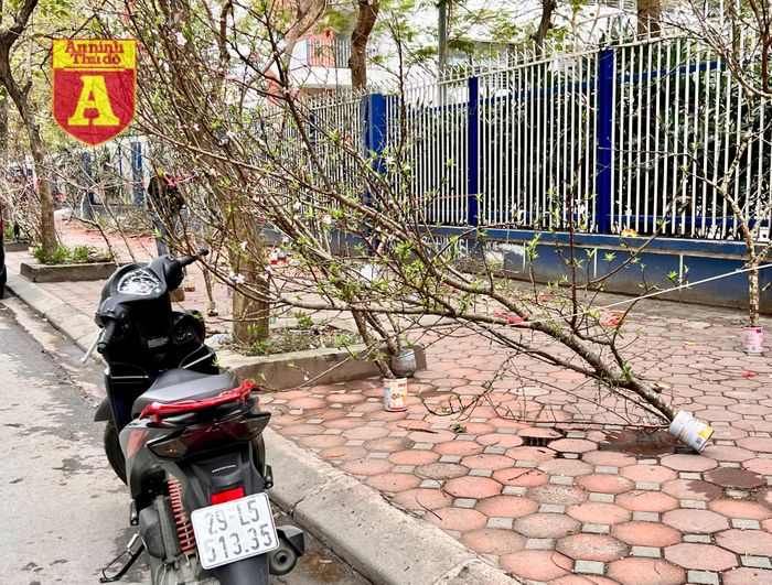Không còn ai trông nom, đào đổ xiêu vẹo