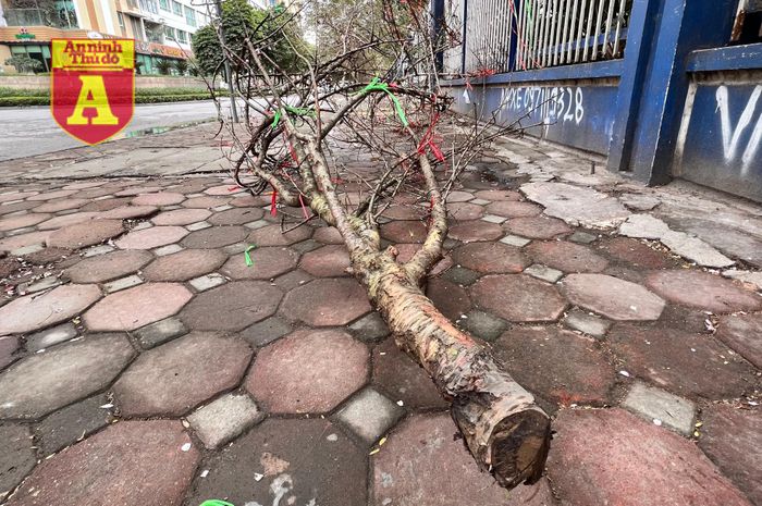 Đám củi còn tươi này thực sự gây khó cho các công nhân vệ sinh môi trường.