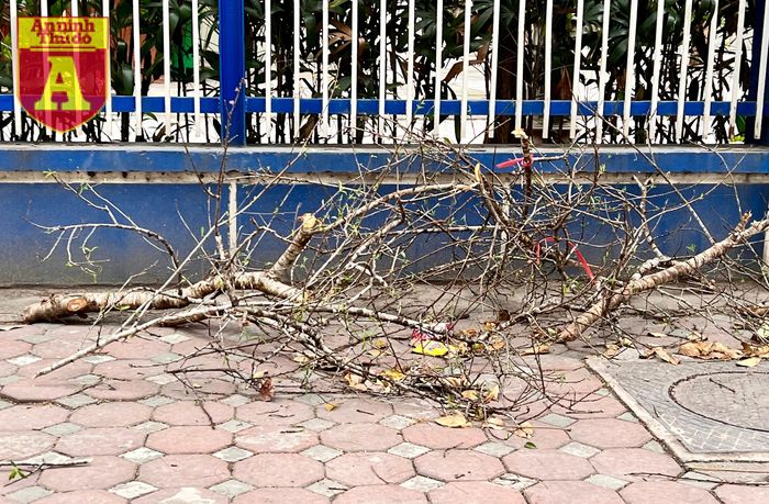 .... cành nằm chỏng chơ trên vỉa hè