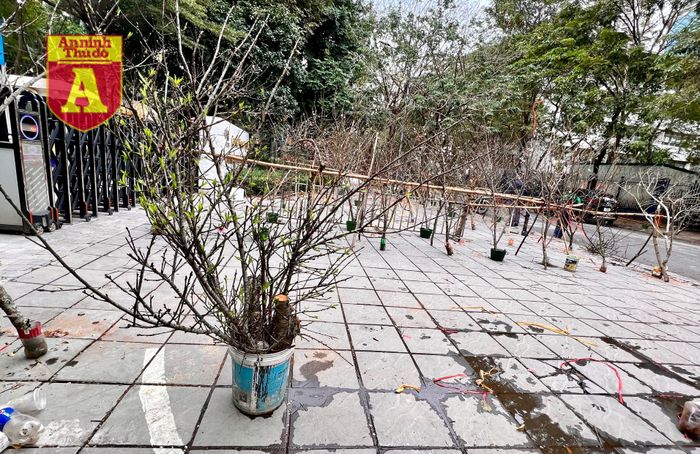 Một điểm bán đào bỏ không