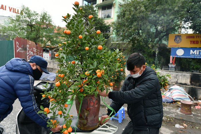  Anh Hoàng (ở An Dương, quận Hoàn Kiếm) cho biết được vợ cử đi mua quất. Với kinh nghiệm nhiều năm sống gần nơi kinh doanh cây cảnh, anh chọn ngày cuối năm đi mua để có được giá tốt nhất, tiết kiệm chi phí. 