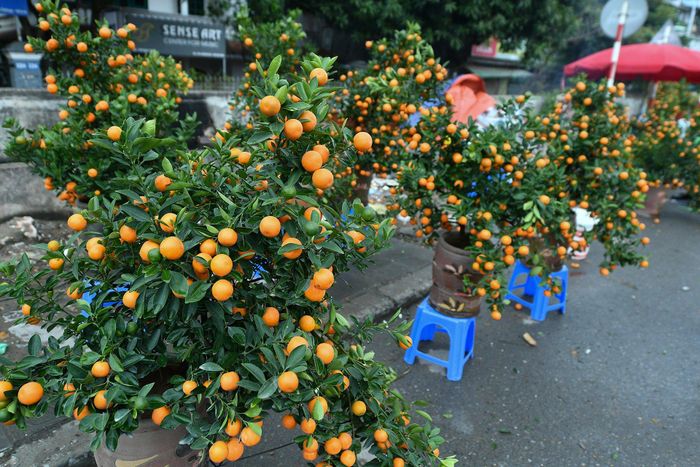  Tại đây, một trong nhiều hàng cây cảnh hạ và bán đồng giá để nhanh chóng tiêu thụ. Những cây quất trong ảnh mới hôm qua còn được hét từ 800.000 - 1 triệu đồng, hôm nay chủ bán đồng giá 350.000 đồng, khách thích chọn cây nào tùy ý. 
