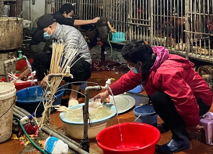 Các hàng gà huy động nhân lực làm gà lễ cũng Tất niên cho các gia đình.