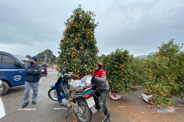 Cây quất trước đó giá tiền triệu nay bán 200.000 đồng
