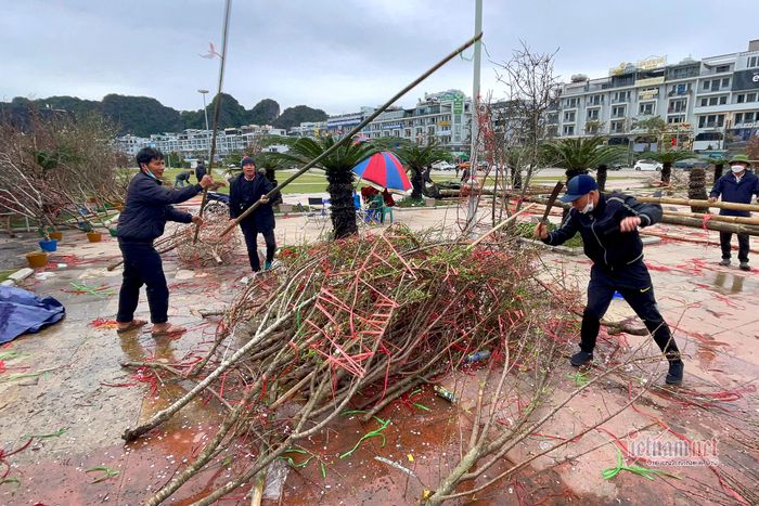 Một số tiểu thương dùng dao, gậy để đập hết đào bán ế