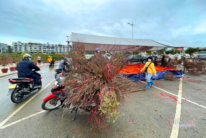 Cặp vợ chồng chọn cách chở đào về chợ gần nhà bán vào chiều 29 Tết