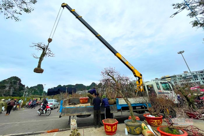 Những cây đào có giá trị được nhà vườn dùng xe cẩu về
