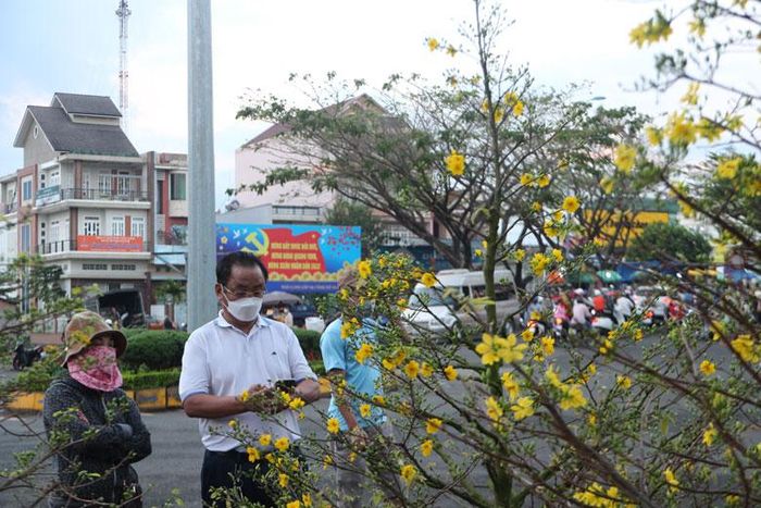 Nhiều khách hàng vẫn lựa chọn mai vàng vào ngày cuối năm cho gia đình vui xuân, đón tết.