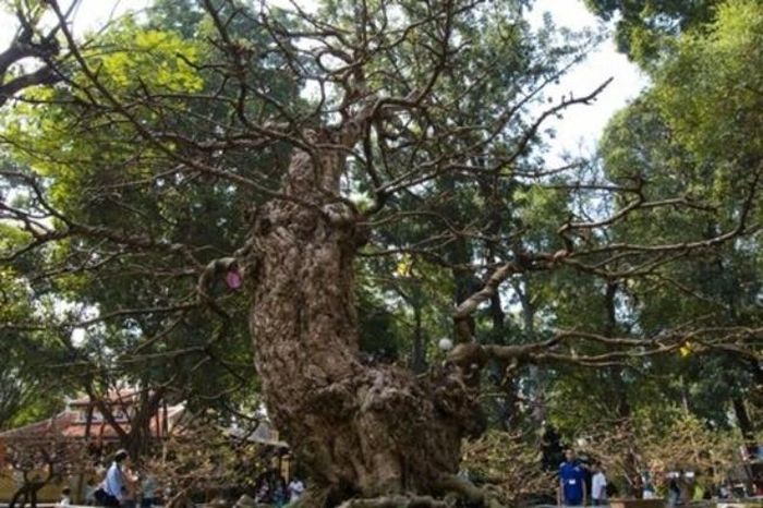 Được biết, siêu cây này được "hét giá” lên tới 2,5 tỷ đồng tại hội hoa xuân Tao Đàn vào năm 2016.
