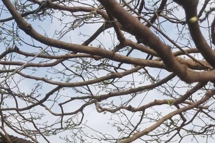 Chỉ cần đi ngang qua cầu Quang Trung thuộc quận Cái Răng, thành phố Cần Thơ, bạn sẽ có thể dễ dàng bắt gặp cây mai vàng “khủng” này. Hiện cây mai của ông Phương đang được rao bán với giá khoảng 1,6 tỷ đồng.