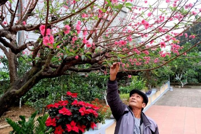 Mỗi dịp Tết đến, cây đào tuyệt đẹp của ông Lâm lại trở thành tác phẩm thưởng lãm được rất nhiều bà con trong làng yêu thích.