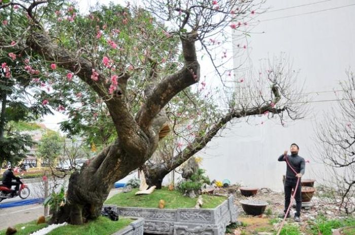 Những gốc đào có tuổi đời vài chục đến gần 100 năm tuổi thường được cho thuê với giá từ vài chục triệu đồng đến 150 triệu đồng tùy tuổi đời, vóc dáng.