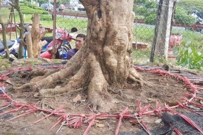 Đây được xem là gốc mai đẹp “độc nhất vô nhị “ ở Cần Thơ trong nhiều năm qua, đây cũng là cây mai có tuổi đời lâu nhất mà ông Phương từng sở hữu.