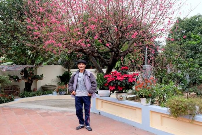 Nổi tiếng bậc nhất là cây đào “siêu to khổng lồ” thuộc sở hữu của ông Lê Duy Lâm ở Bắc Giang.