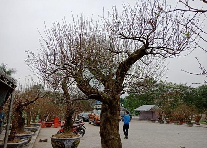 Theo một chủ vườn cho biết, những cây đào khủng chủ yếu là gốc đào rừng được tiến hành ghép cành, ghép mắt cho phù hợp vóc dáng, thẩm mỹ. Người dân Hà Thành tha hồ chiêm ngưỡng, chọn lựa những gốc đào “siêu đỉnh” vào mỗi dịp năm mới.