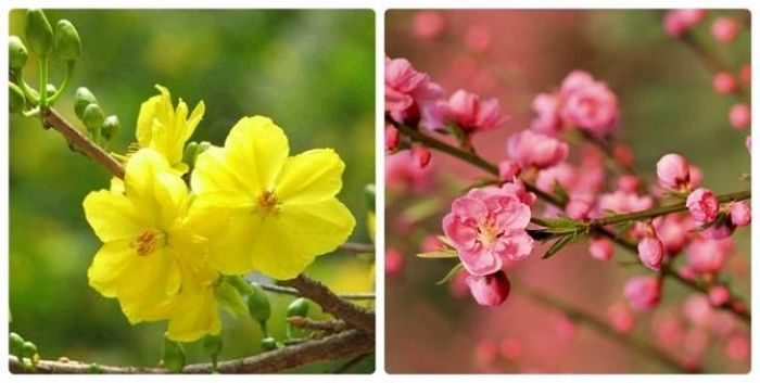 Mỗi dịp Tết đến, những cây đào, cây mai “siêu khủng” có giá trị ngang một gia tài dưới đây lại thu hút sự quan tâm đặc biệt của giới chơi kiểng ở Việt Nam.