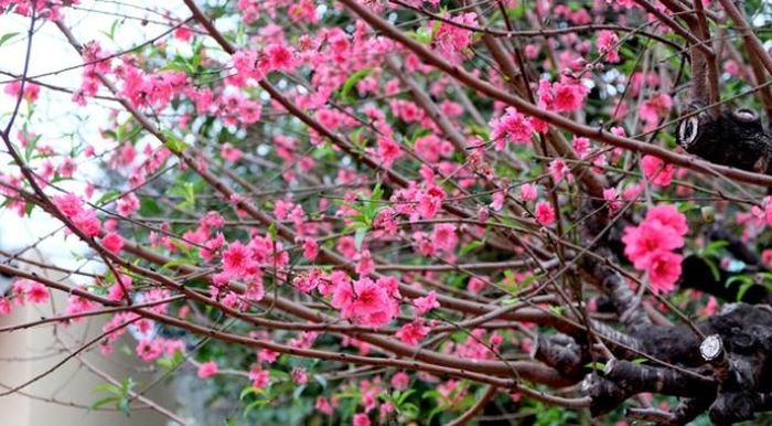 Từ một cây đào nhỏ được ông Lâm mua về trồng trong vườn nhà, sau gần 20 năm, cây đào này đã đạt chiều cao khoảng 4m, tán rộng hơn 6m và có thế cổ thụ rất đẹp.