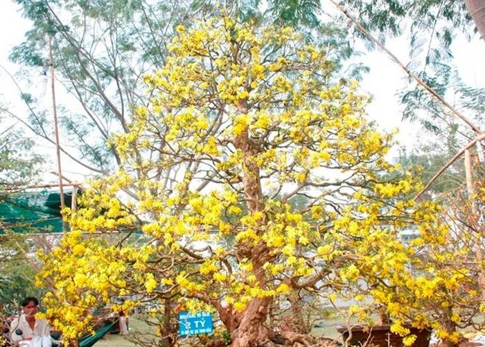 Sau khi ra mắt, cây mai đã được định giá với mức giá lên tới 2 tỷ đồng - tương đương với giá 1 căn chung cư.